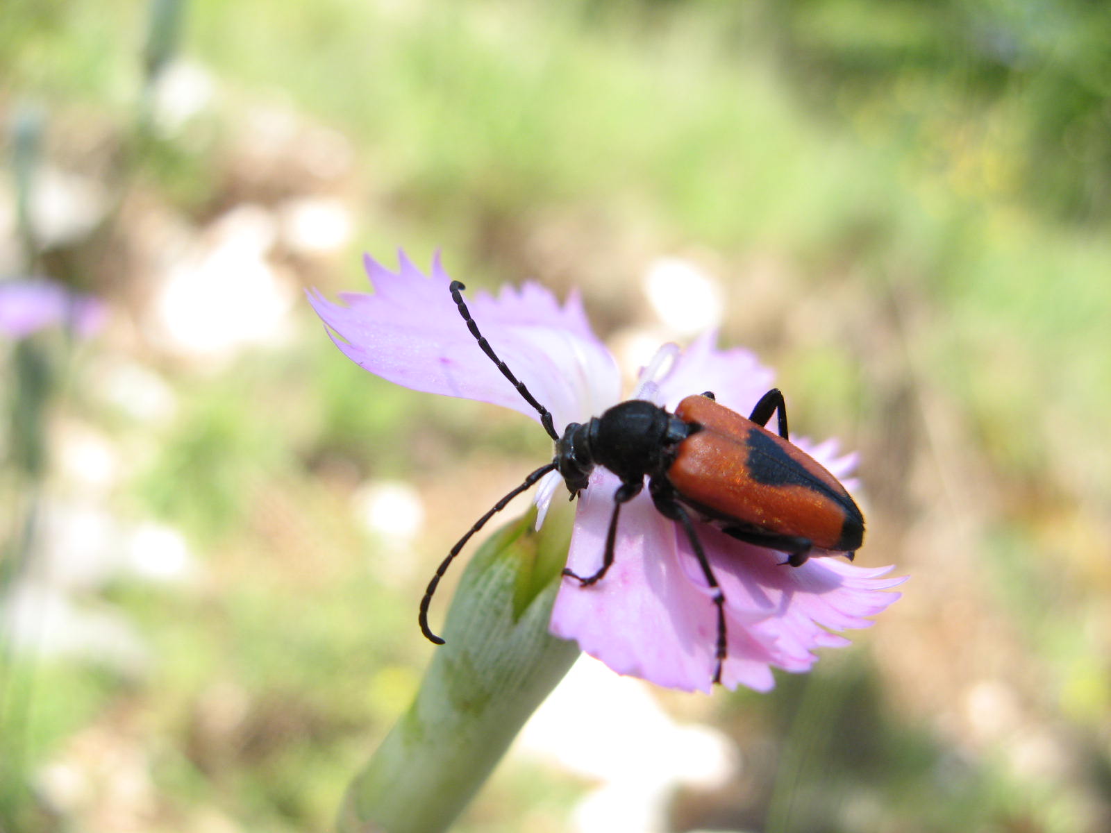 Cerambycidae da det. Stictoleptura cordigera